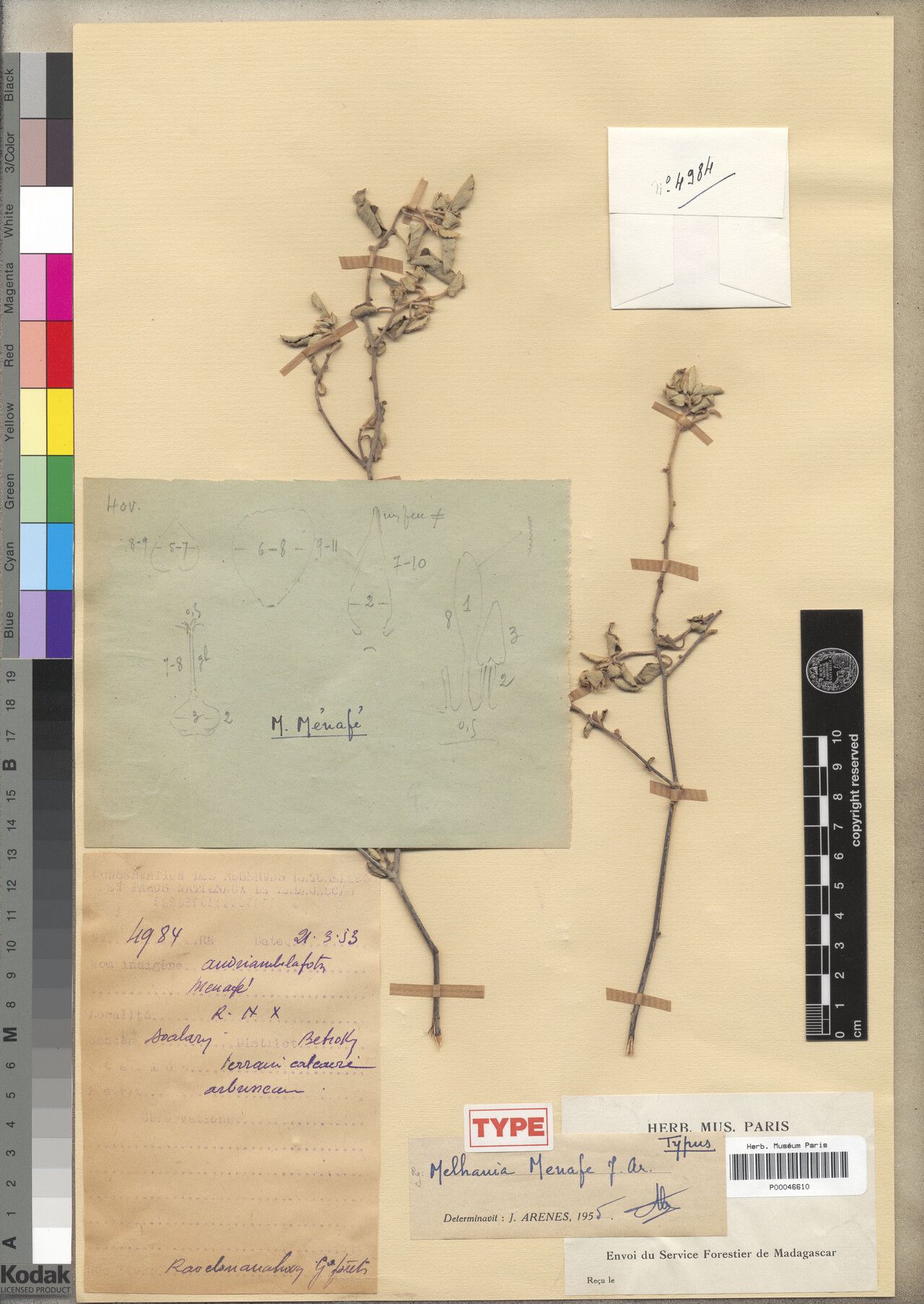 Melhania menafe — houseplant care guide