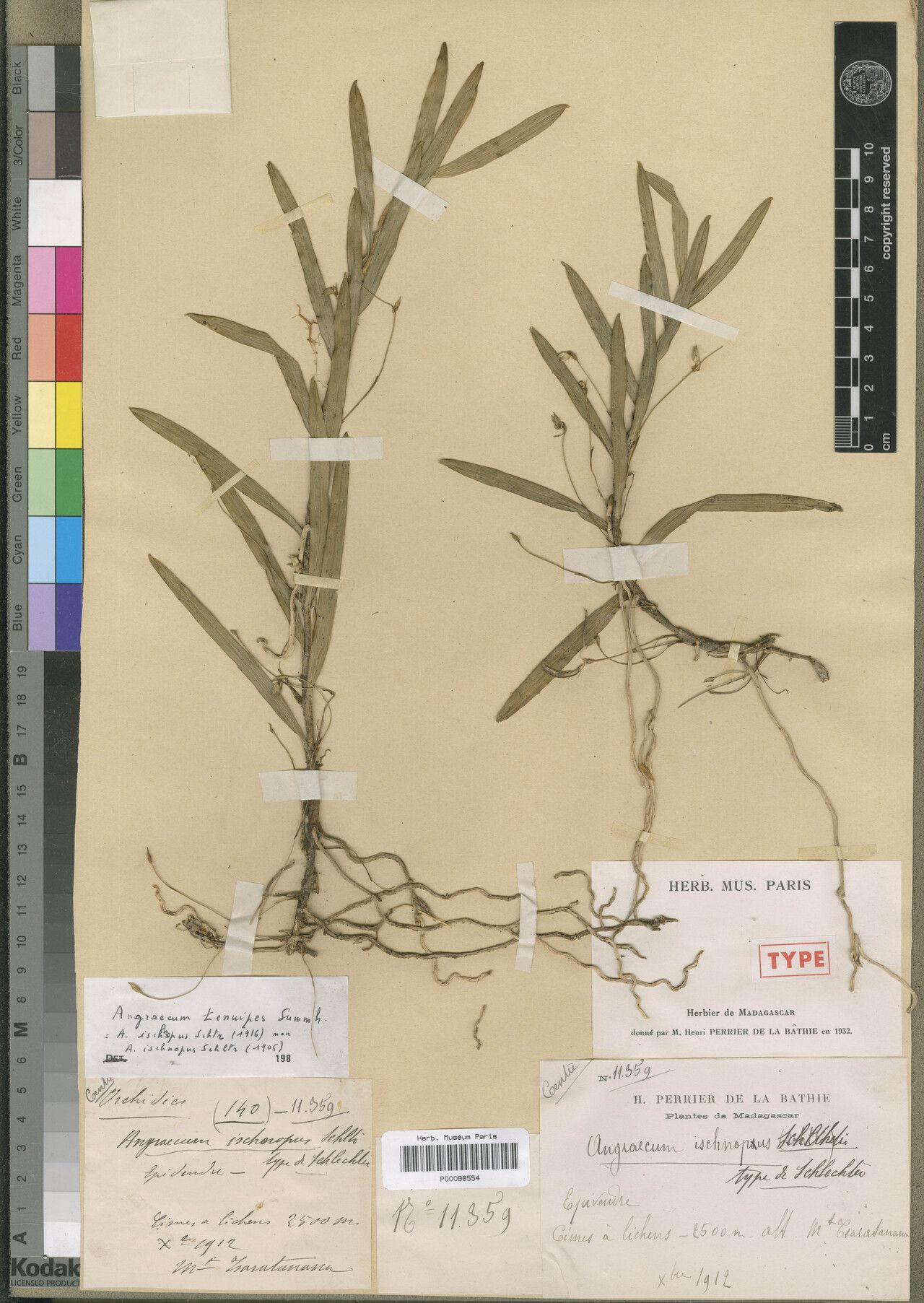 Angraecum tenuipes — houseplant care guide