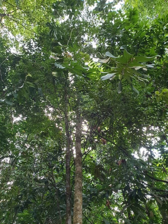 Drypetes pendula bark