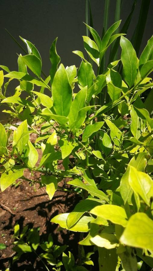 Kraussia floribunda — houseplant care guide