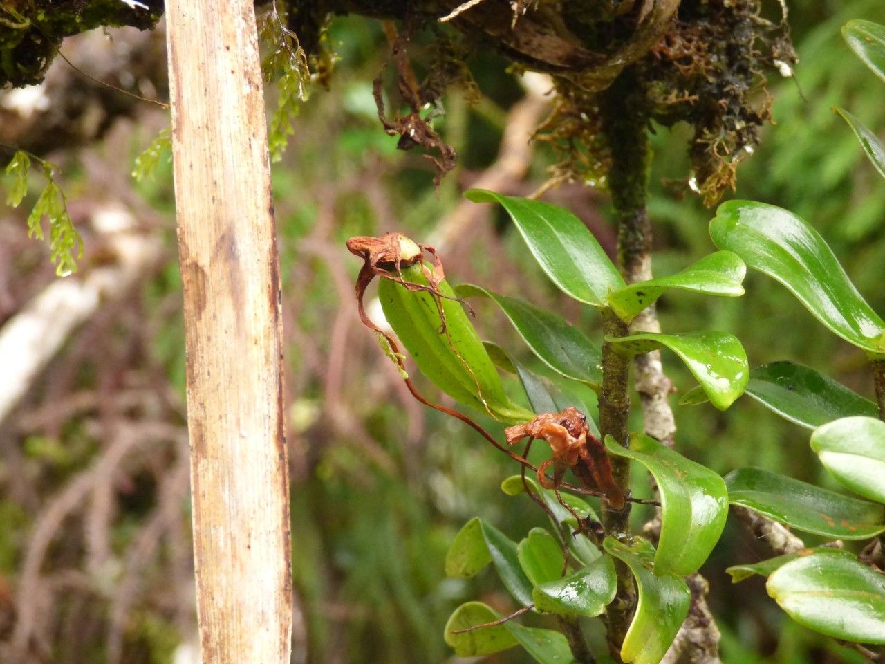 Angraecum germinyanum fruit
