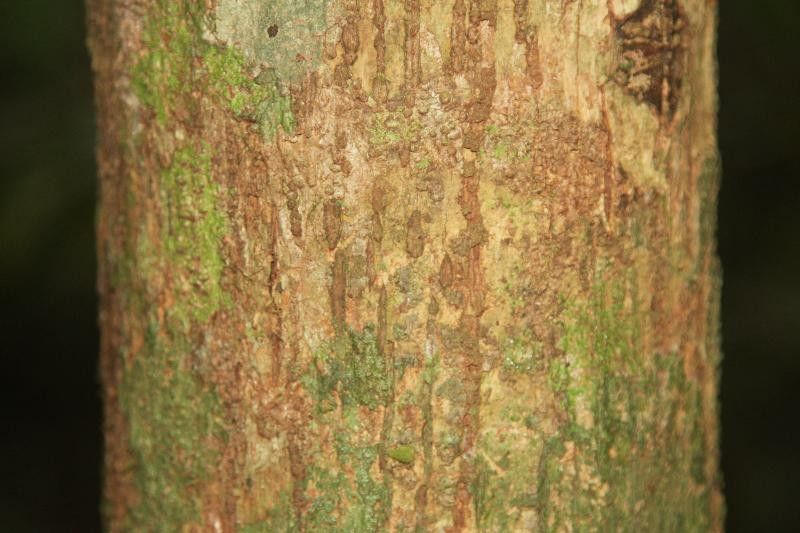 Lecythis poiteaui bark