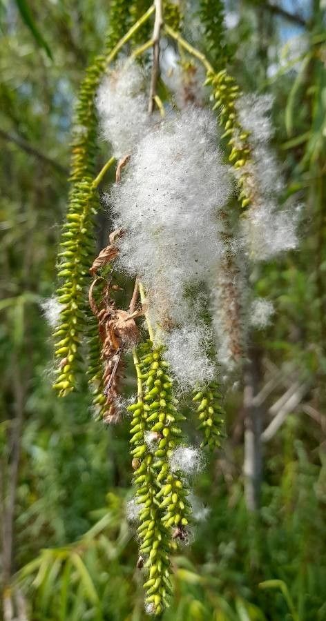 Salix humboldtiana fruit