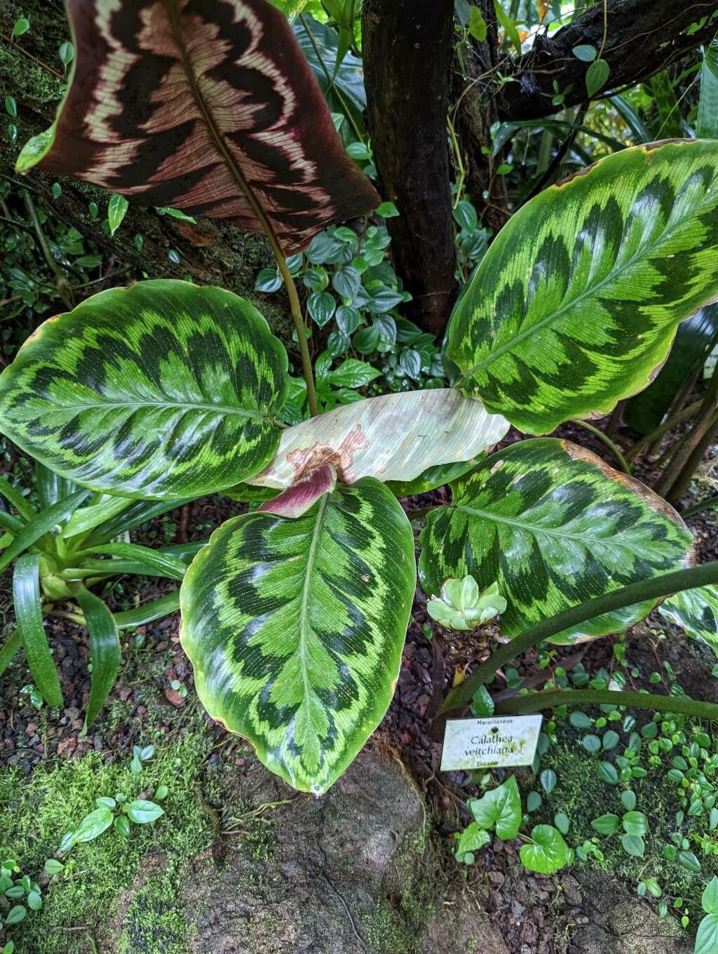 Goeppertia veitchiana habit