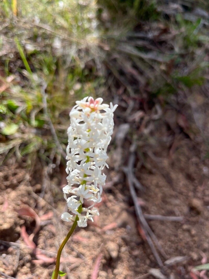 Stackhousia monogyna flower