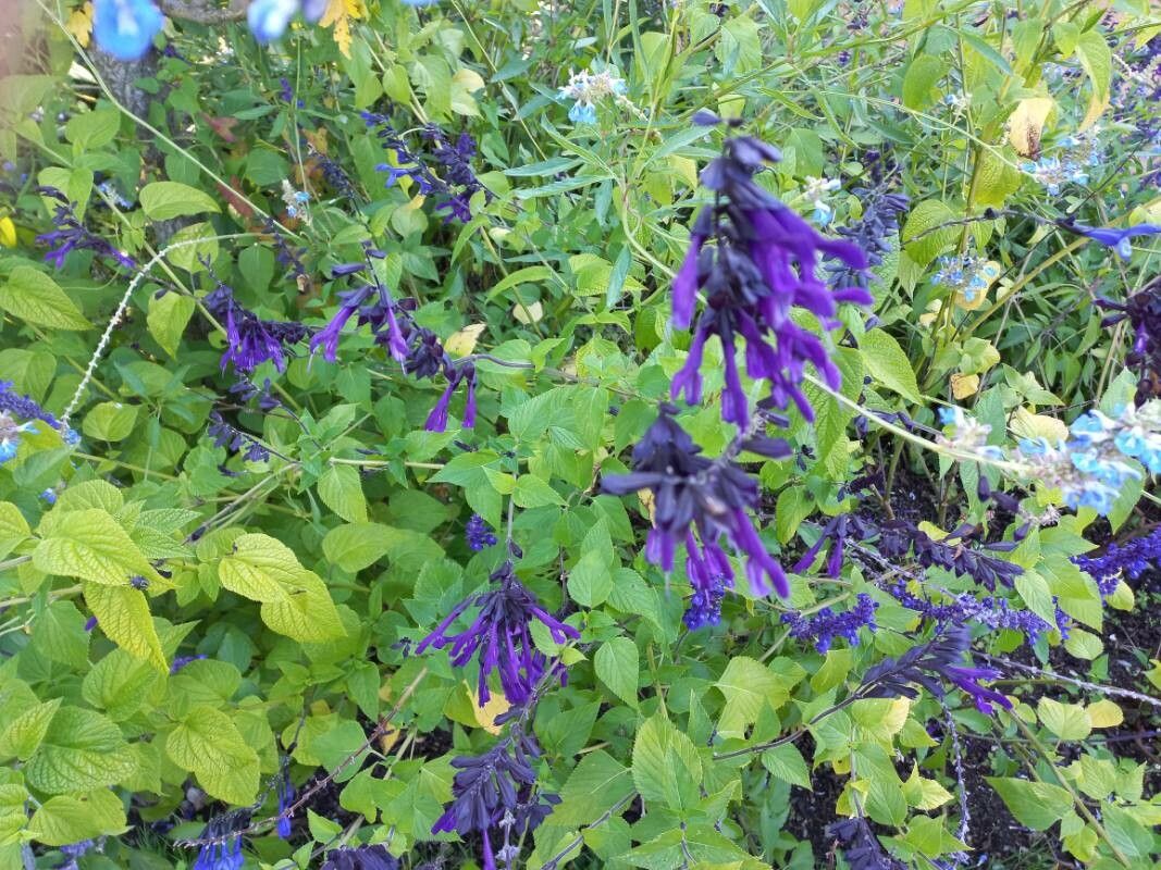 Salvia coerulea fruit