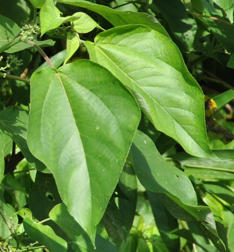 Acalypha caturus — houseplant care guide