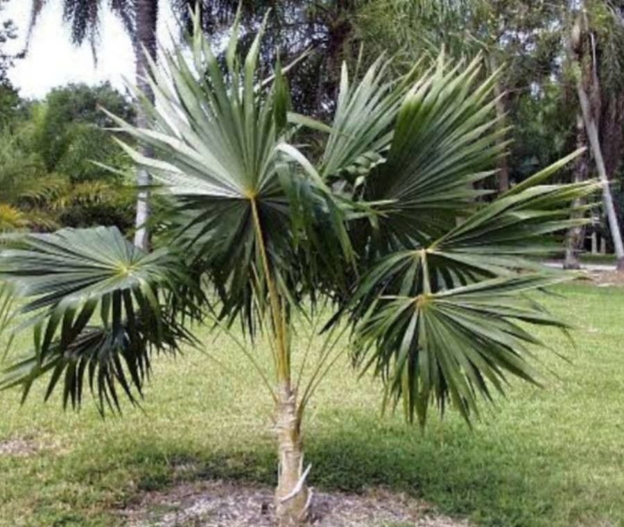 Coccothrinax barbadensis — related species from the same genus