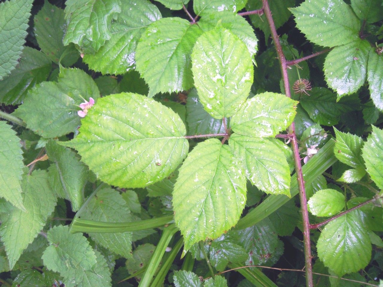 Rubus scabripes — houseplant care guide