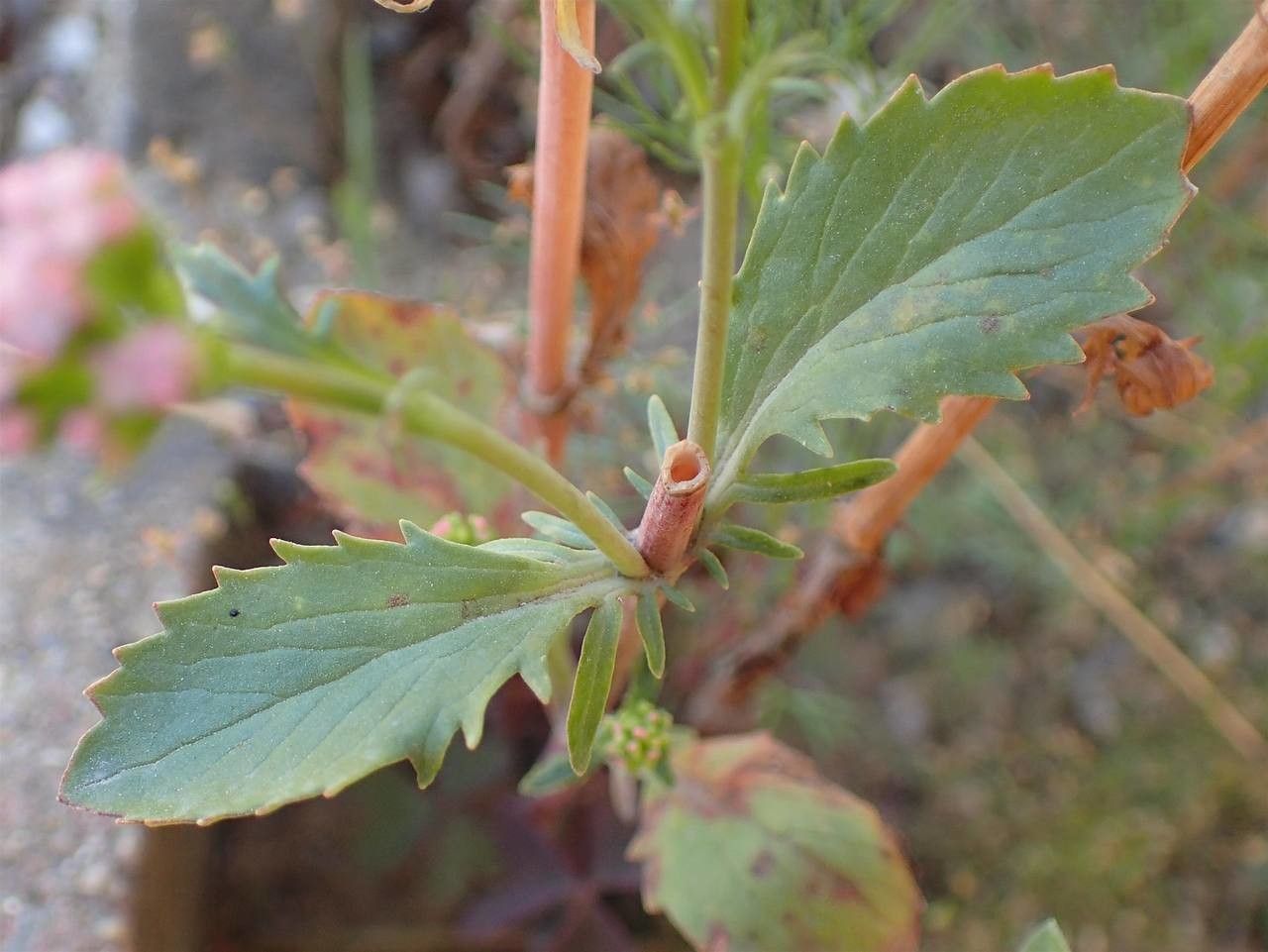 Centranthus calcitrapa habit
