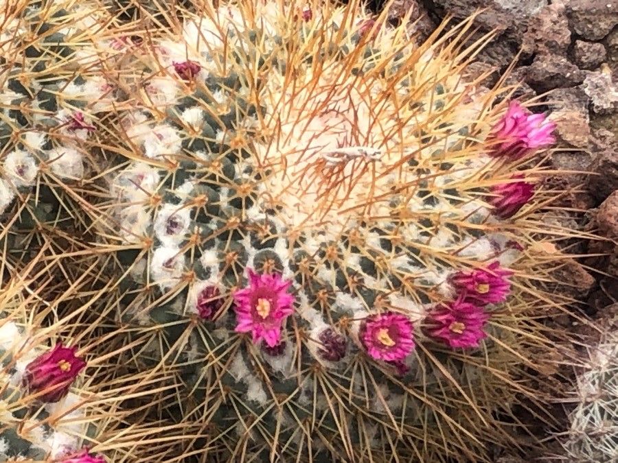 Mammillaria scrippsiana flower