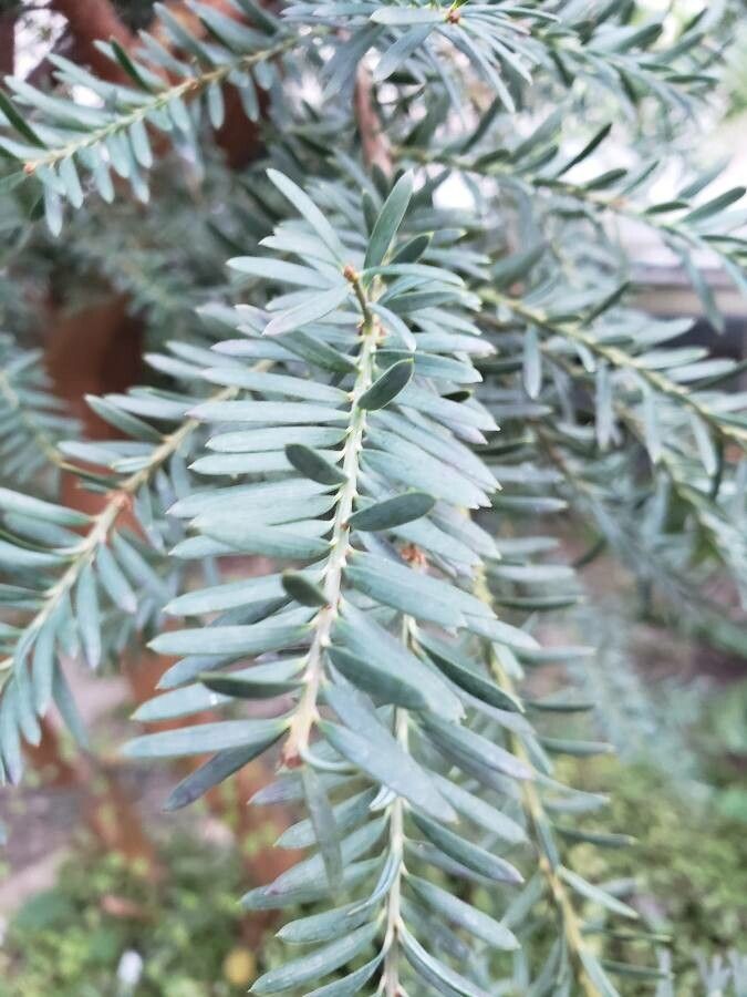 Podocarpus lawrencii leaf