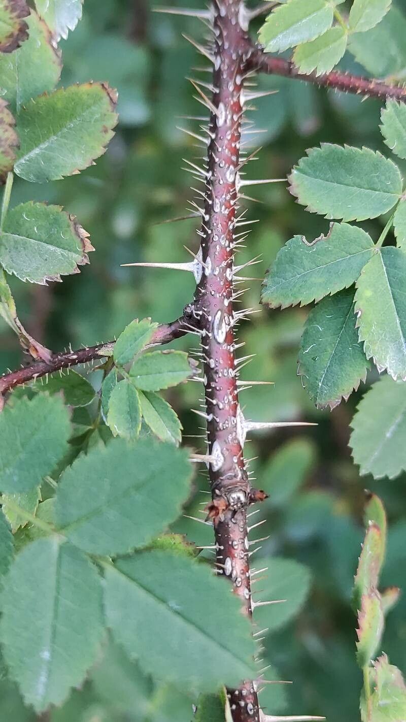 Rosa webbiana bark