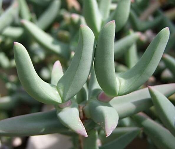 Astridia longifolia — related species from the same genus