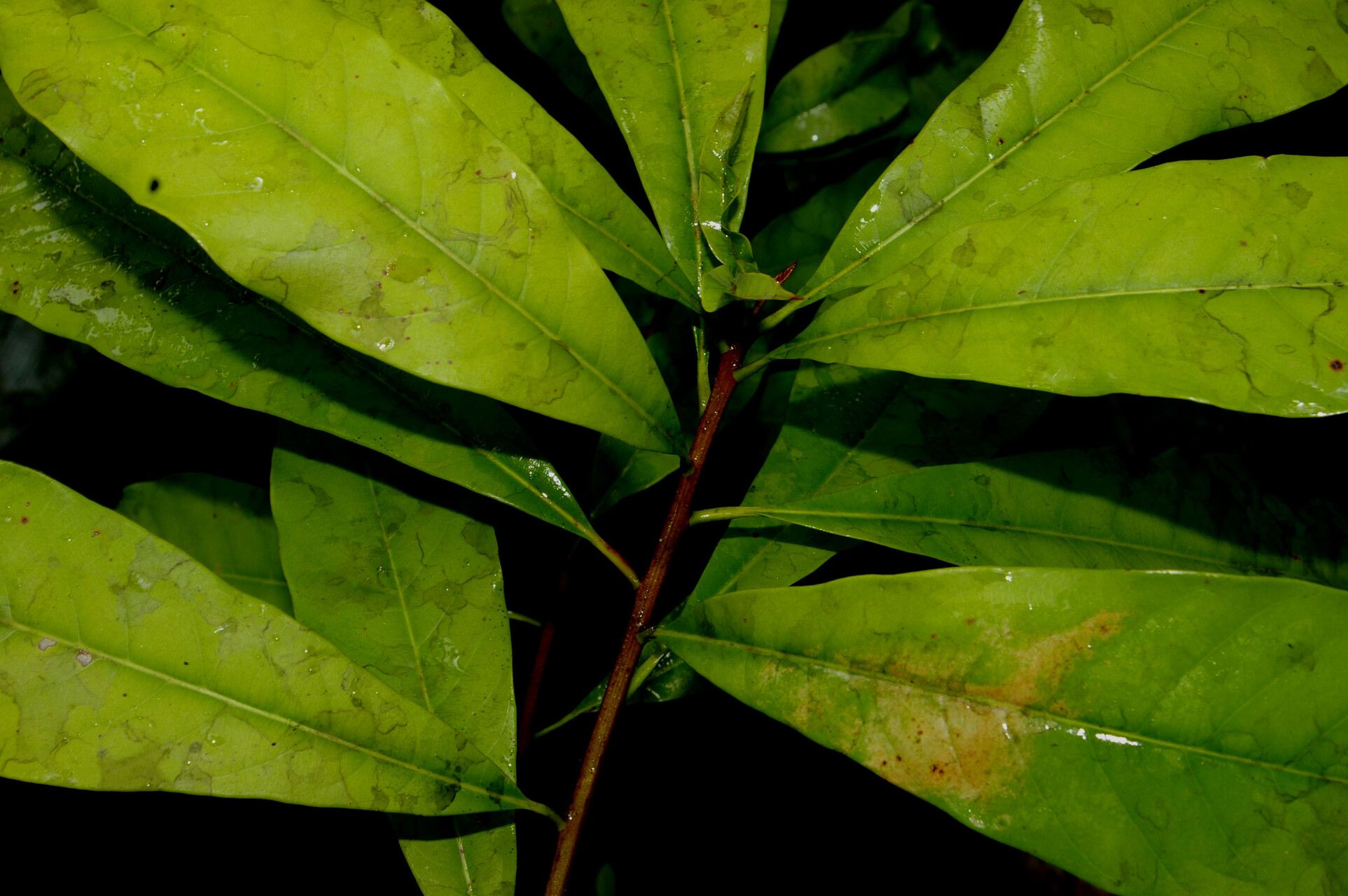 Sideroxylon contrerasii — houseplant care guide