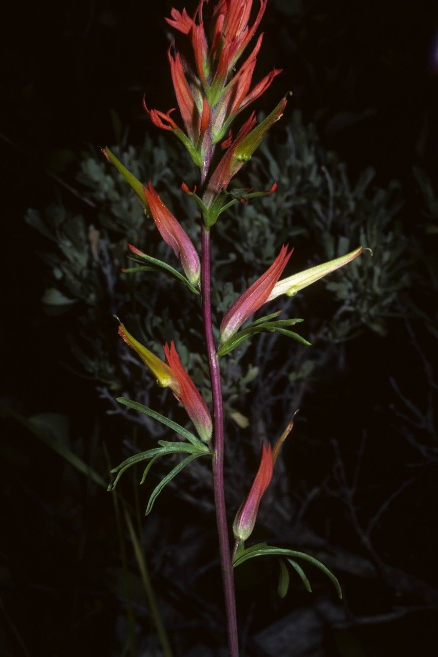 Castilleja crista-galli — houseplant care guide