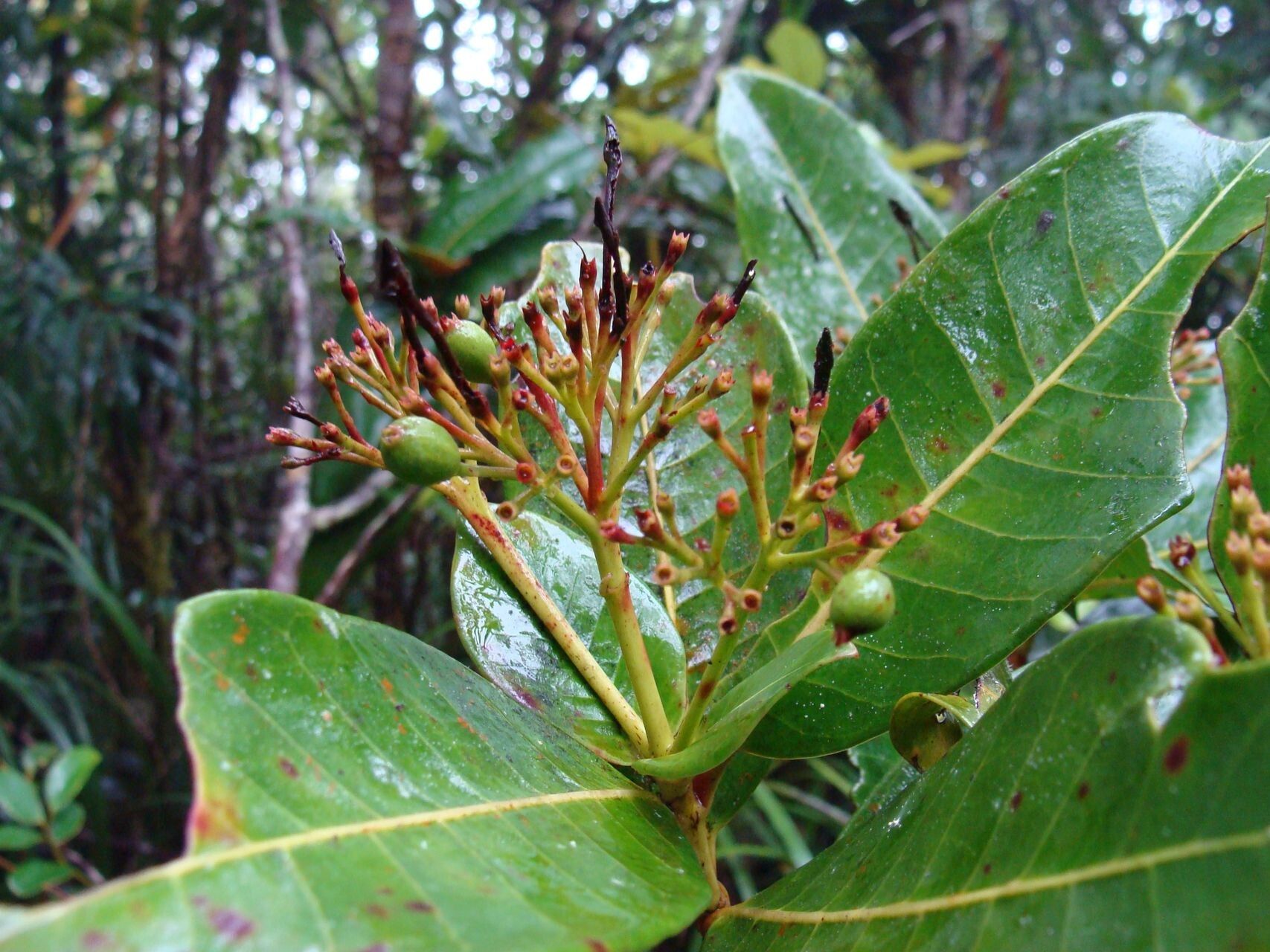 Ixora francii fruit