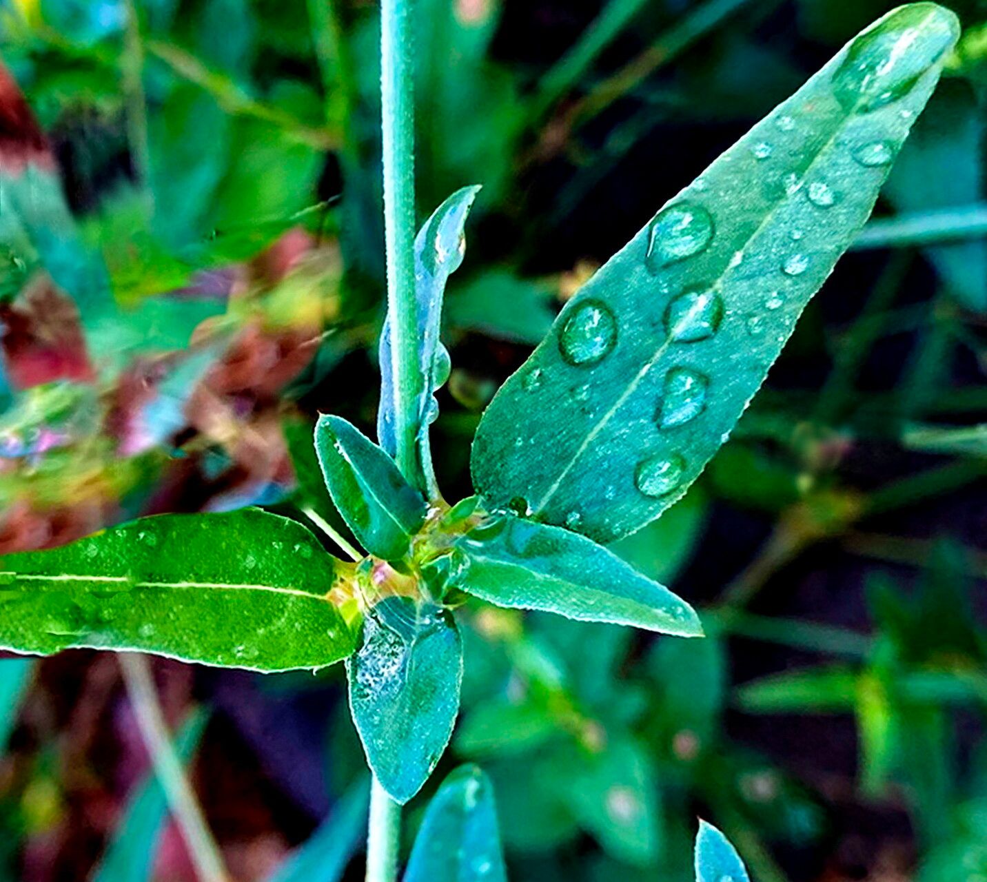 Boerhavia triquetra — search result for 'Nyctaginaceae'