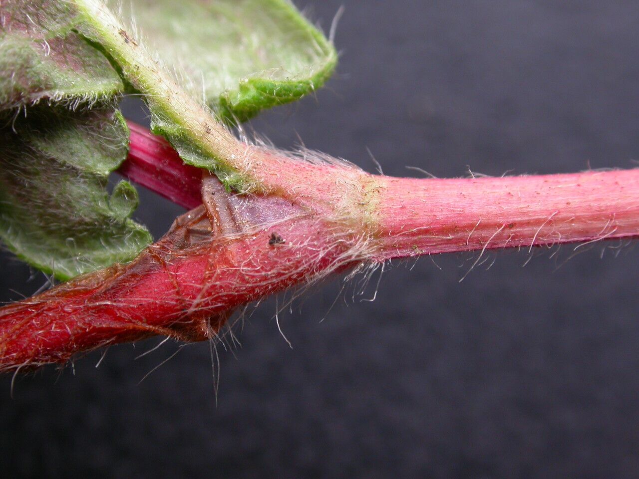 Koenigia tortuosa — houseplant care guide