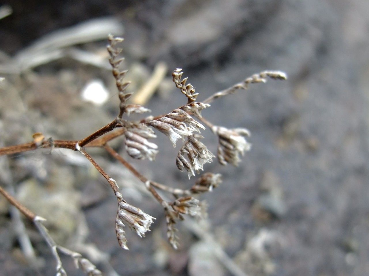 Limonium pectinatum fruit