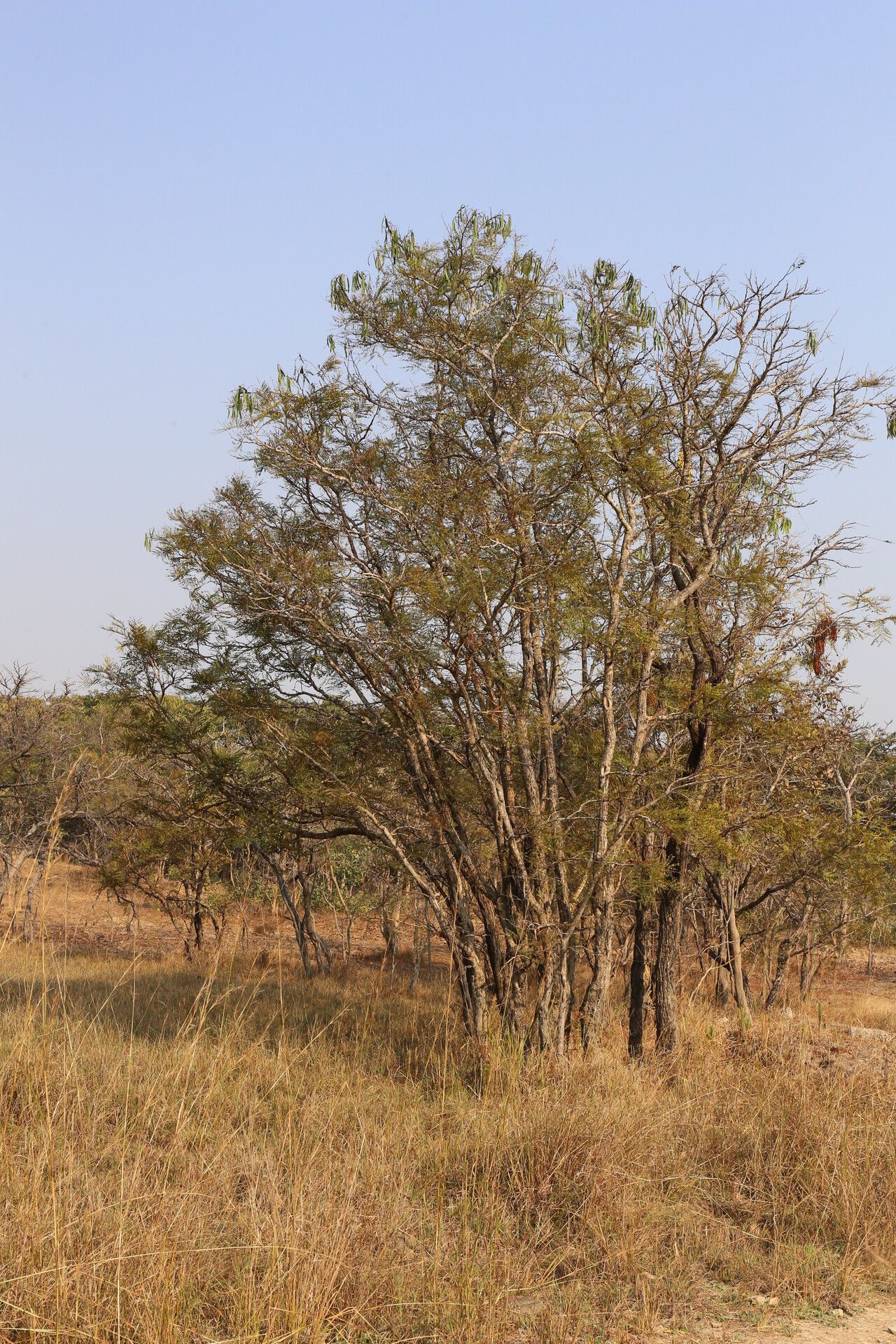 Vachellia amythethophylla habit