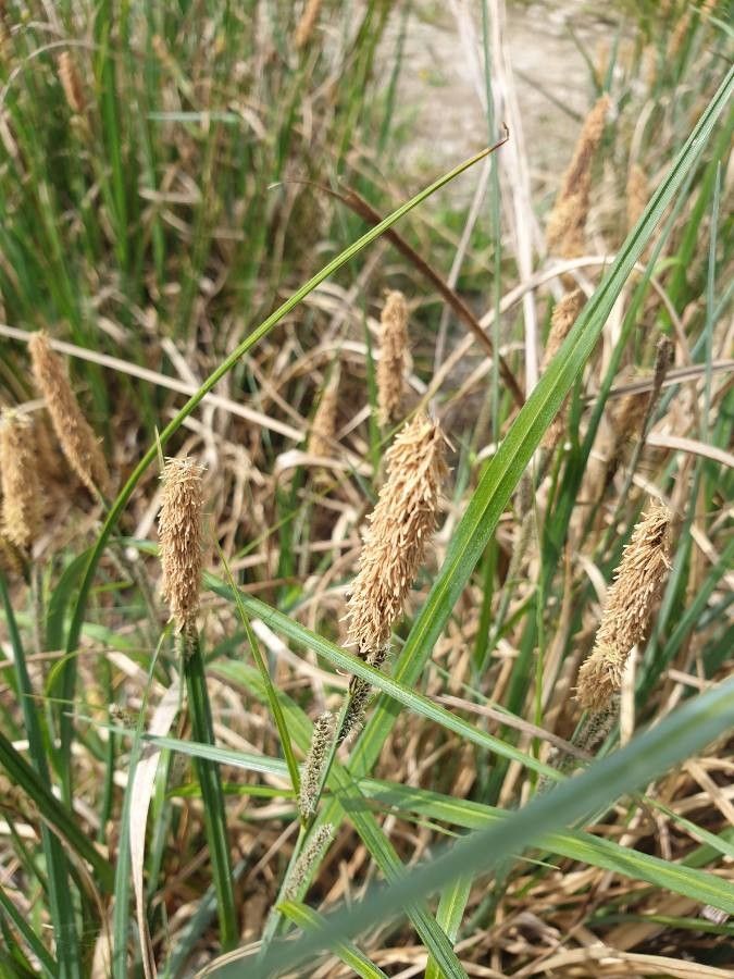 Carex hispida flower
