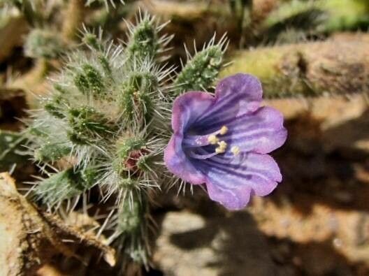 Echium trygorrhizum flower
