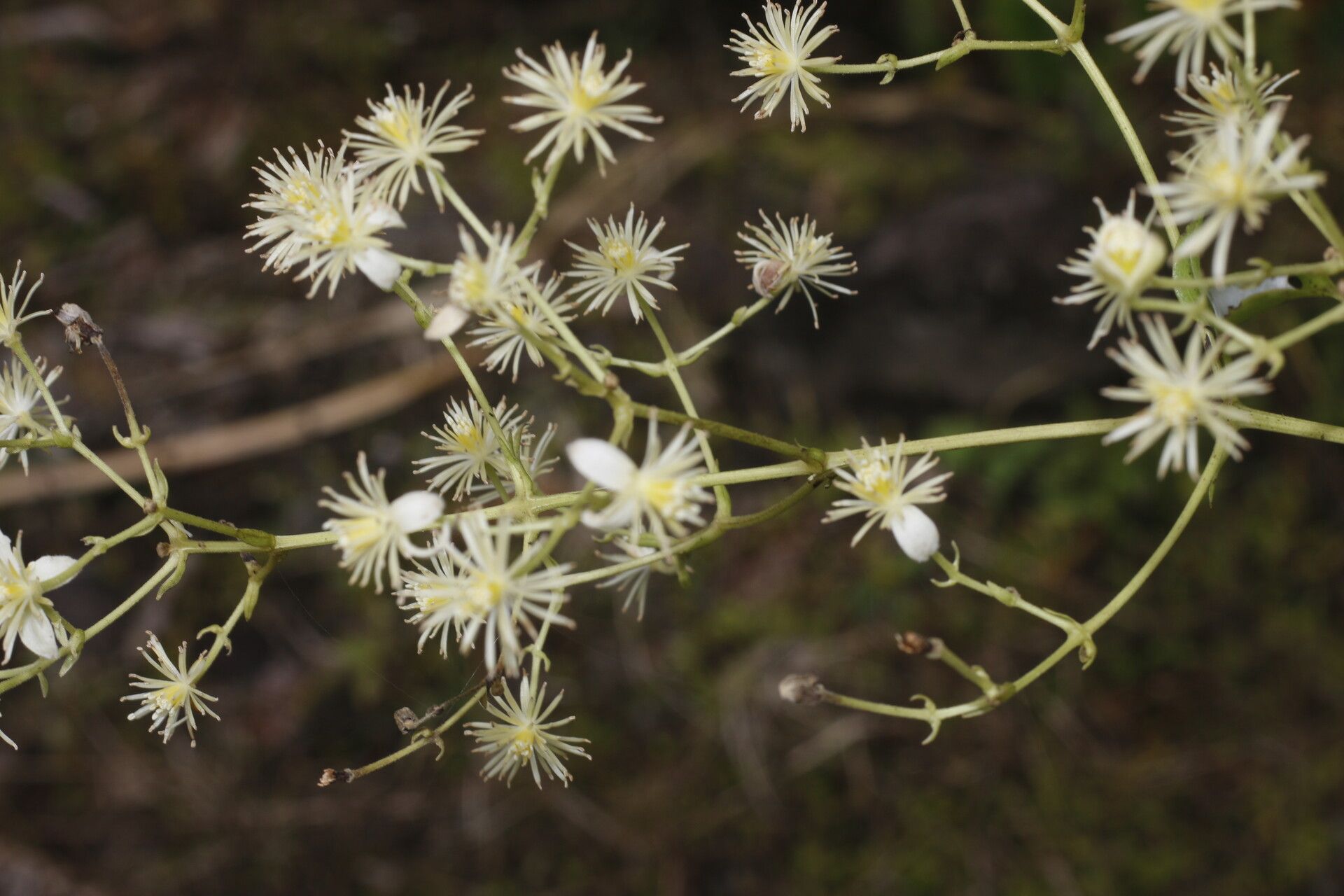Clematis guadeloupae flower