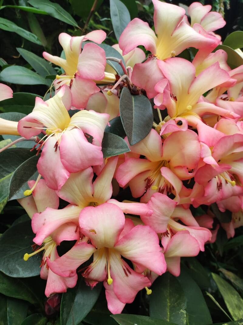 Rhododendron zoelleri flower