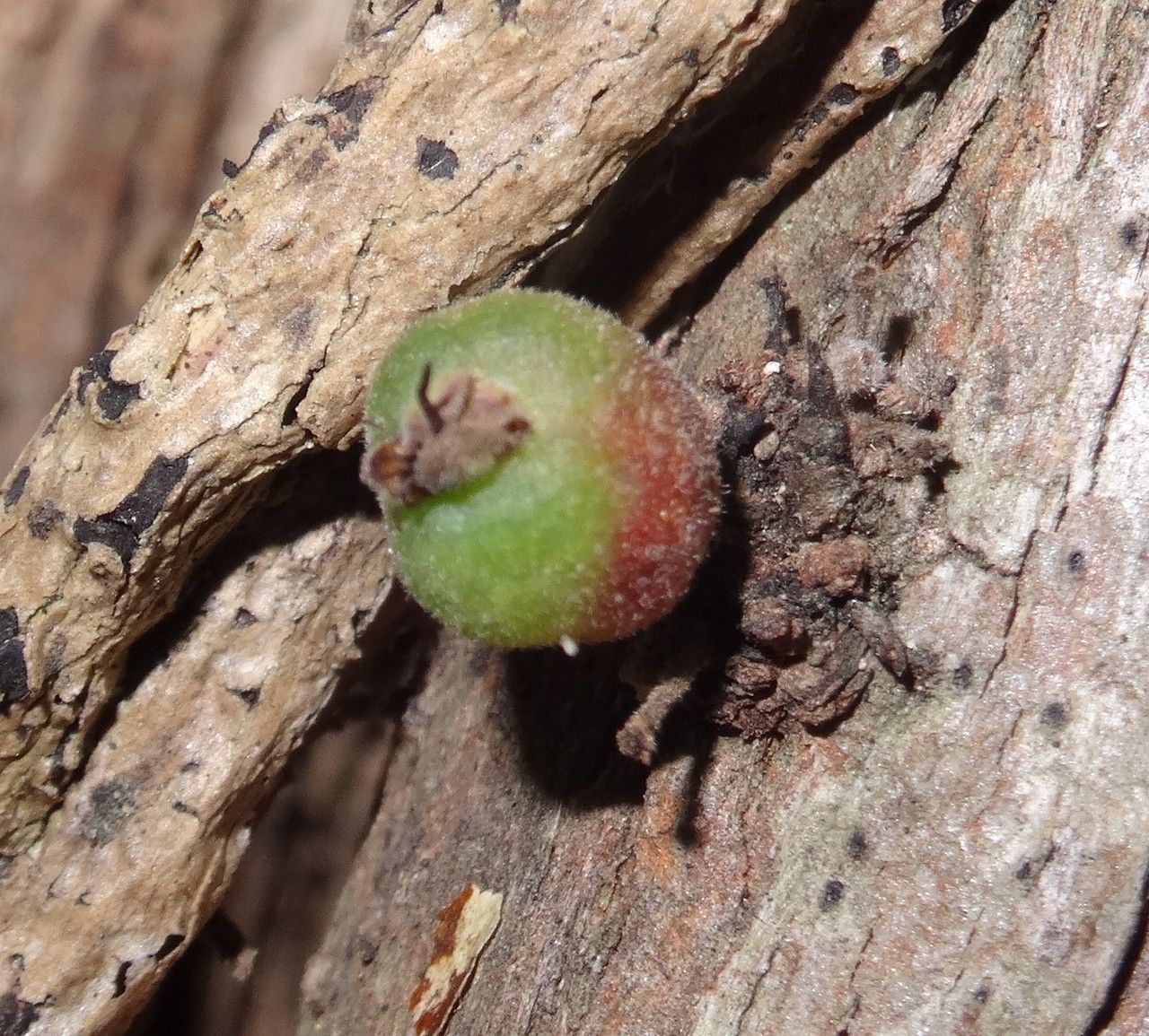 Eugenia daenikeri fruit