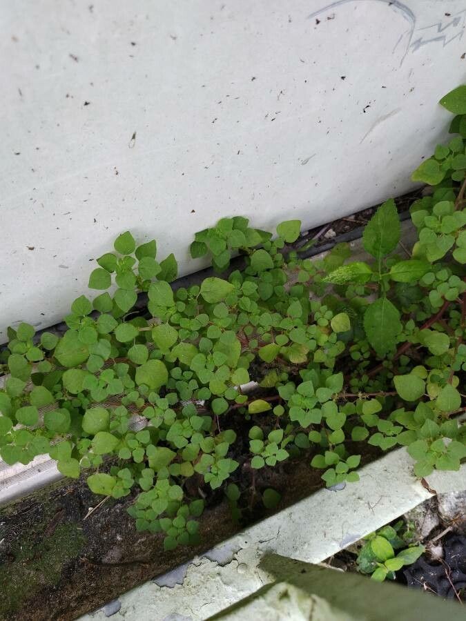 Parietaria floridana leaf