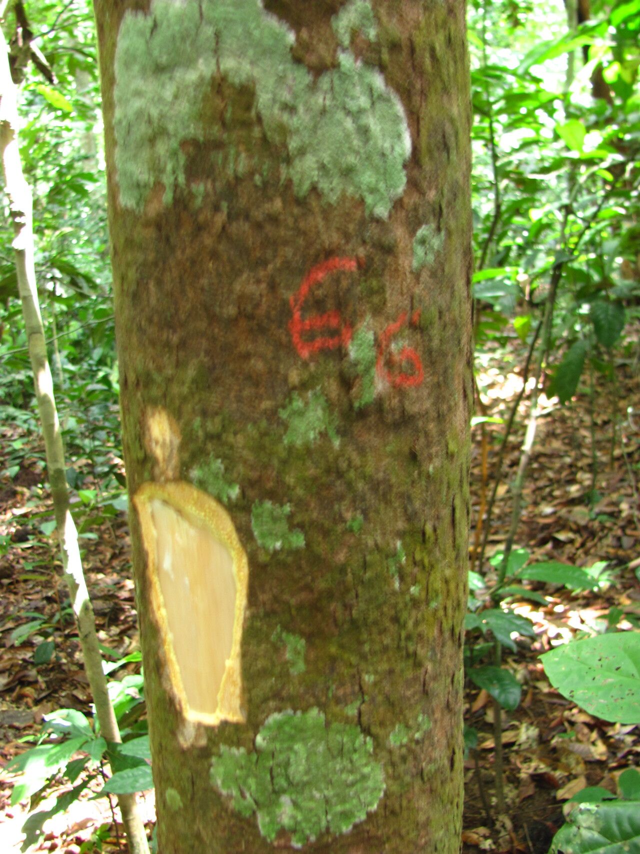Garcinia punctata bark