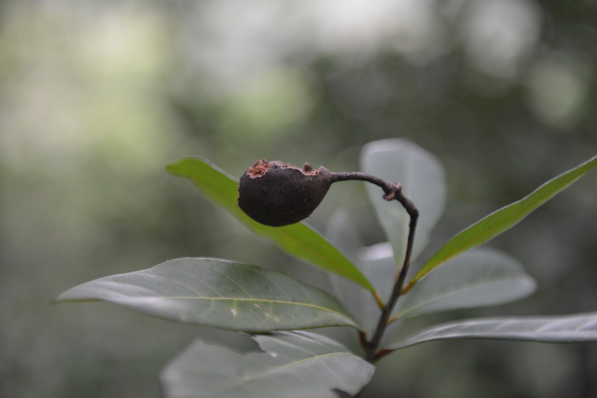 Morisonia pachaca fruit