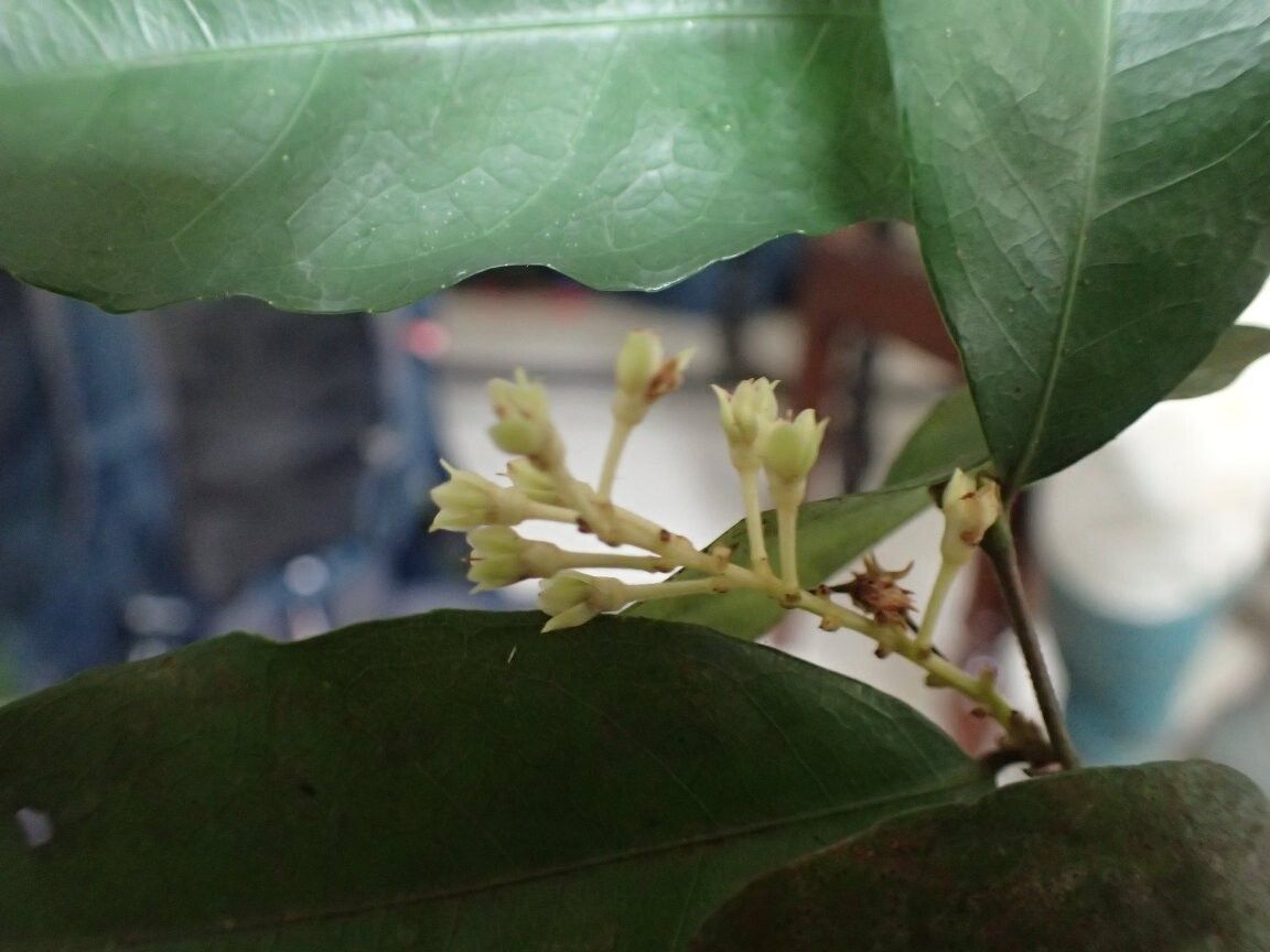 Rinorea chevalieri other