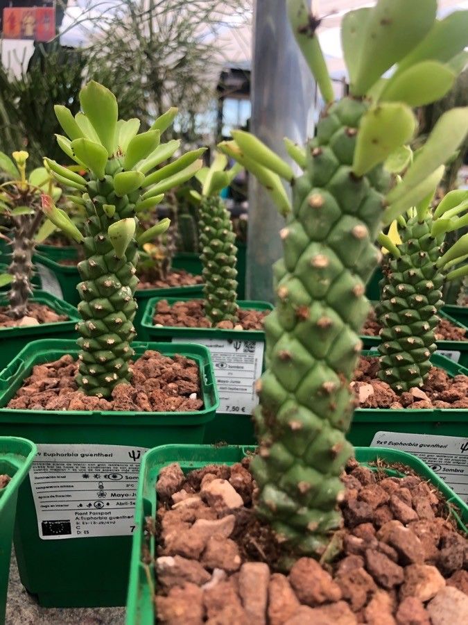 Euphorbia guentheri — search result for 'Euphorbia'