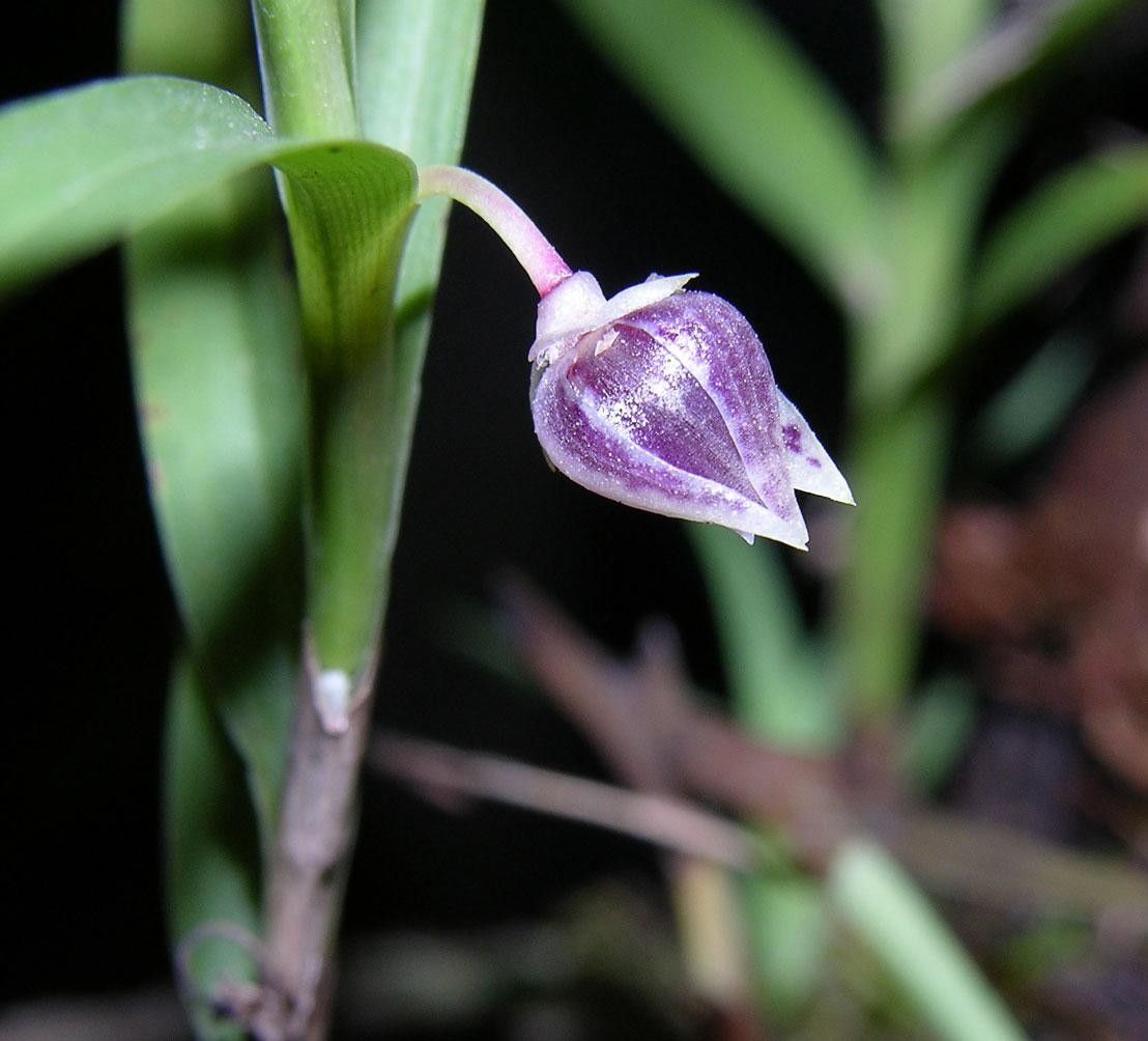 Dichaea acroblephara flower