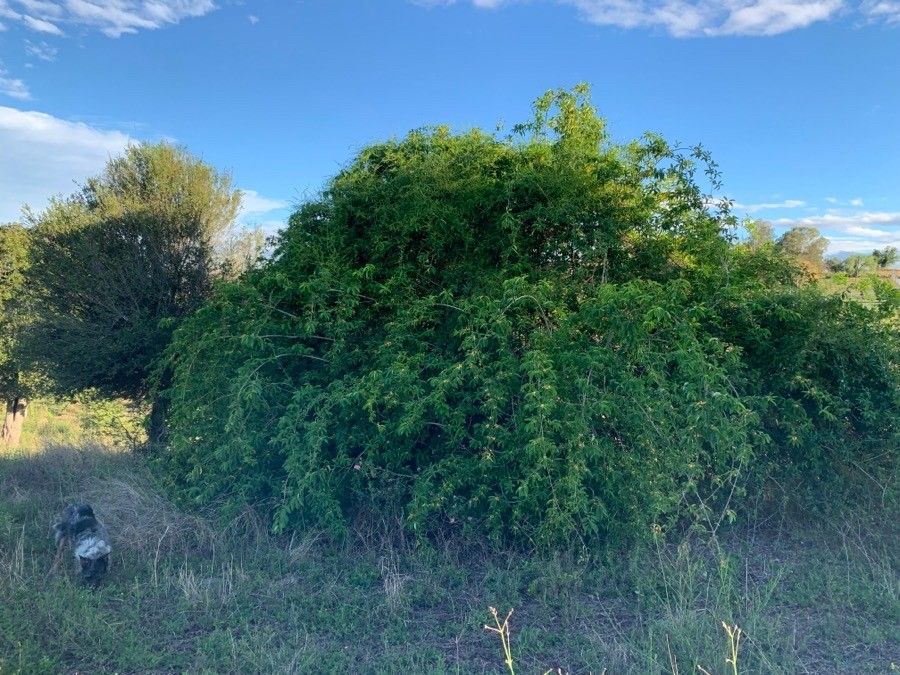 Maclura cochinchinensis habit