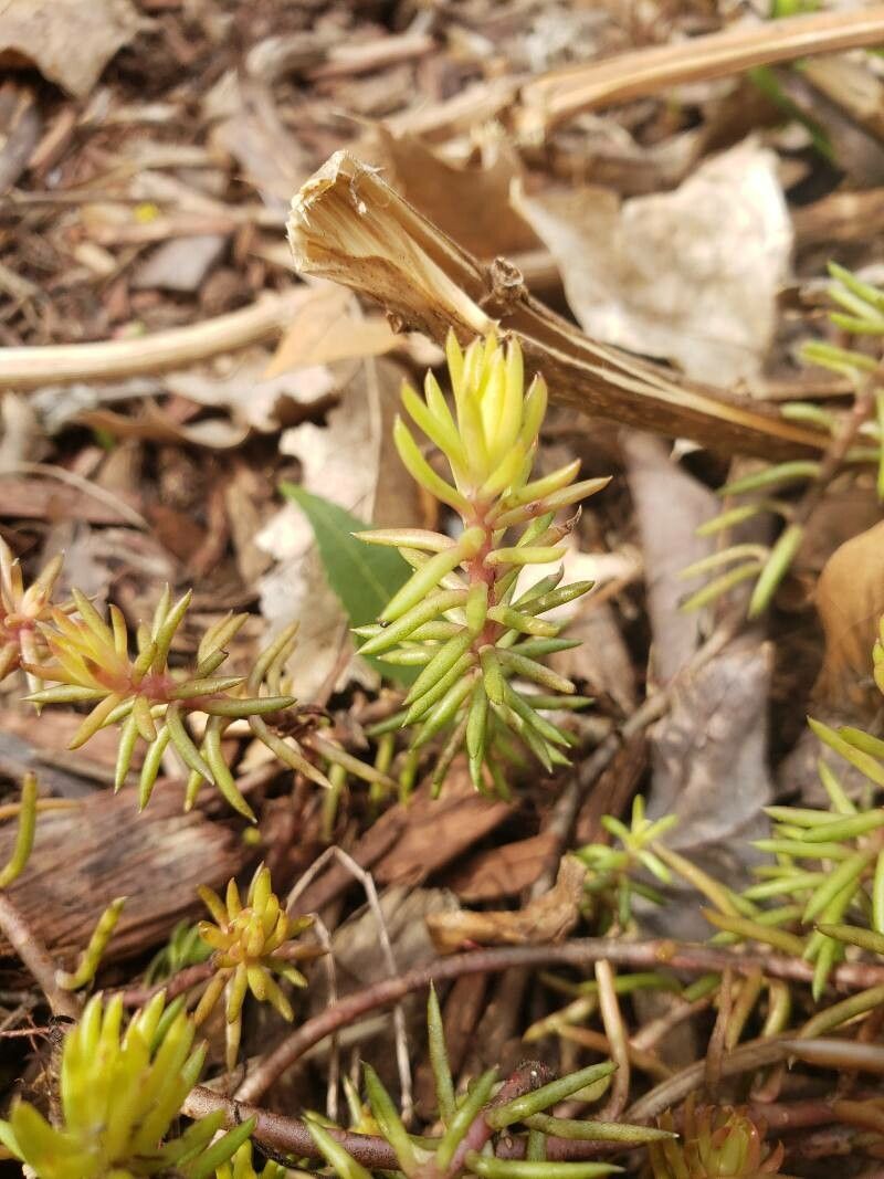 Sedum reflexum leaf