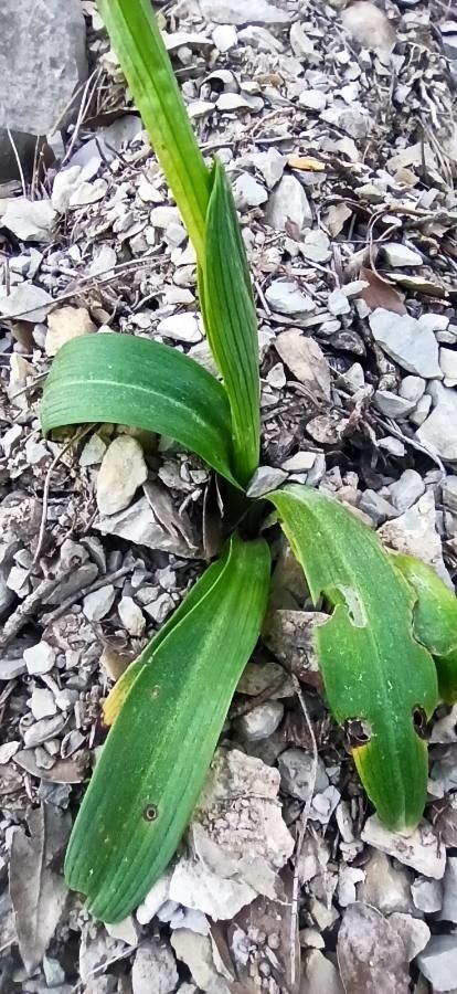 Ophrys sphegodes leaf
