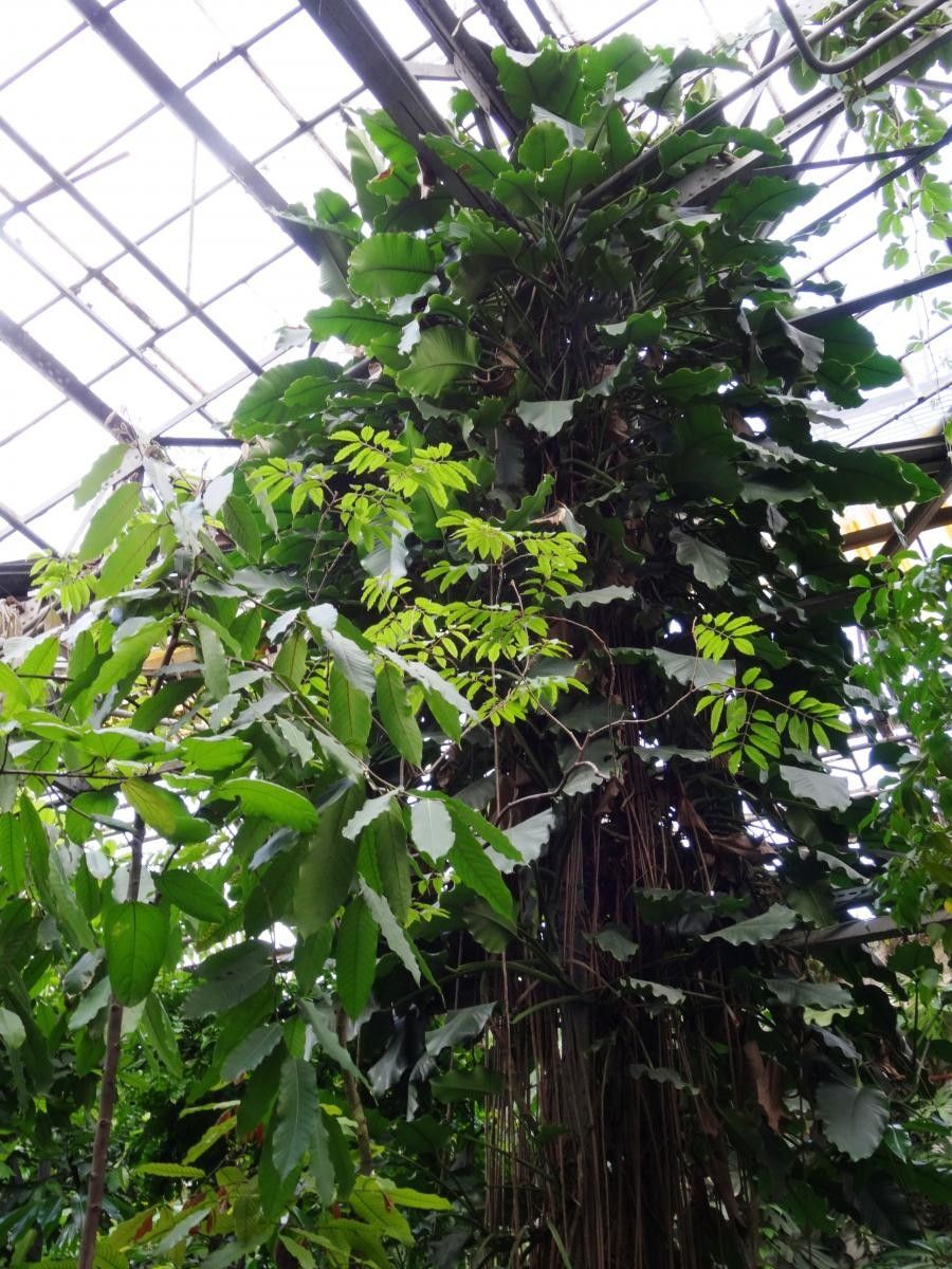 Epipremnum giganteum habit