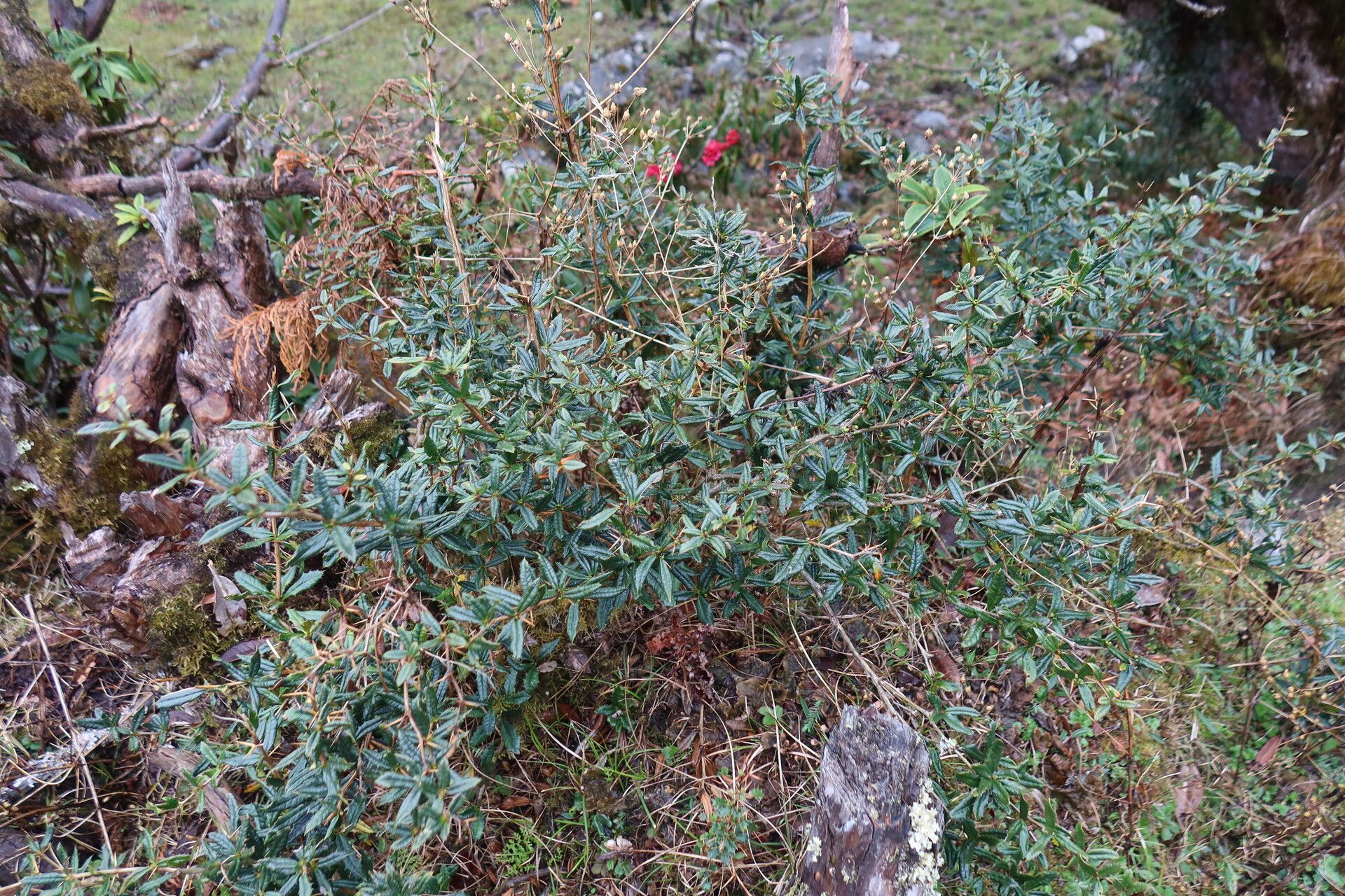 Berberis griffithiana — houseplant care guide