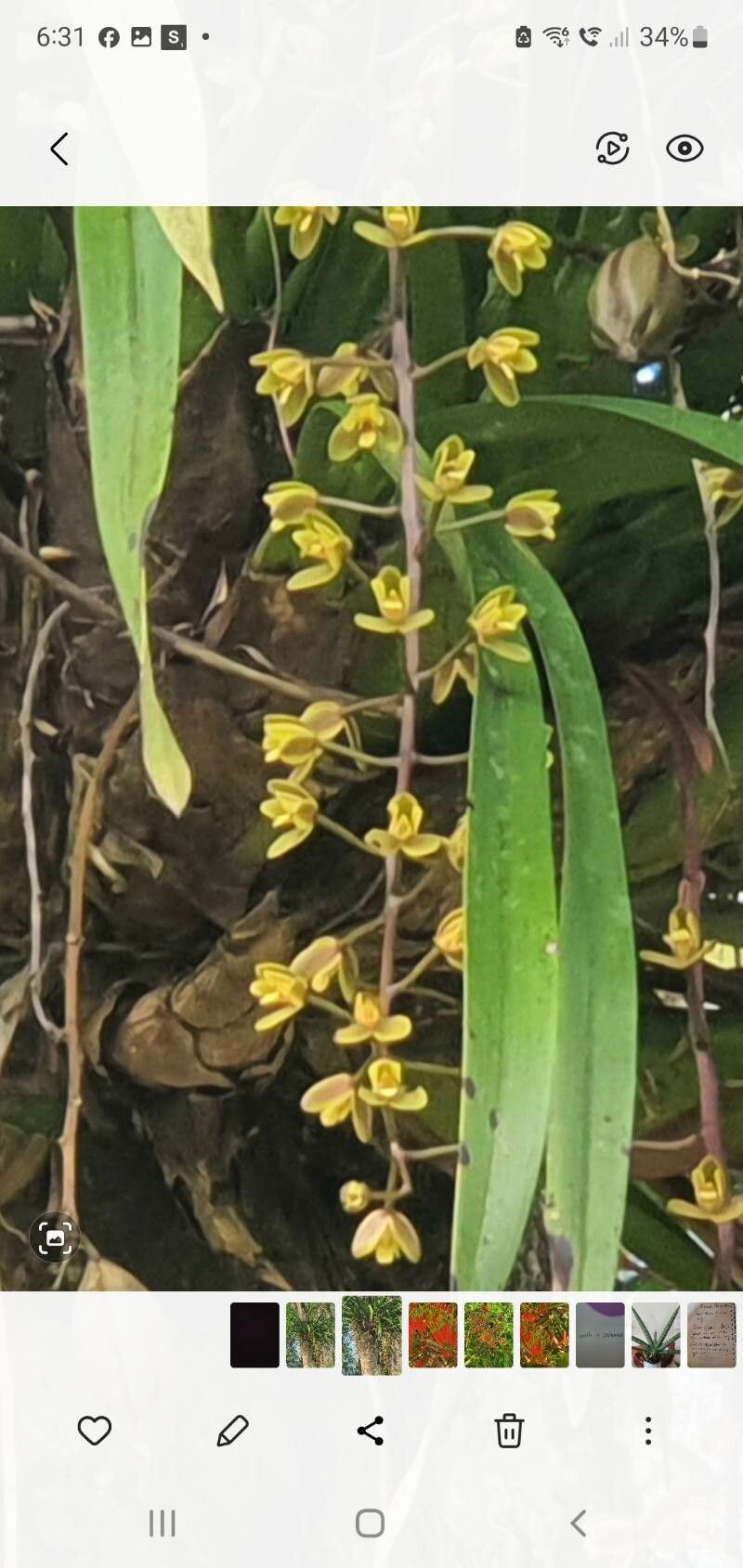 Cymbidium madidum flower