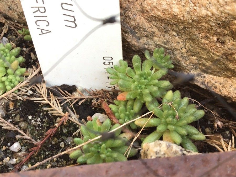 Sedum hirsutum leaf