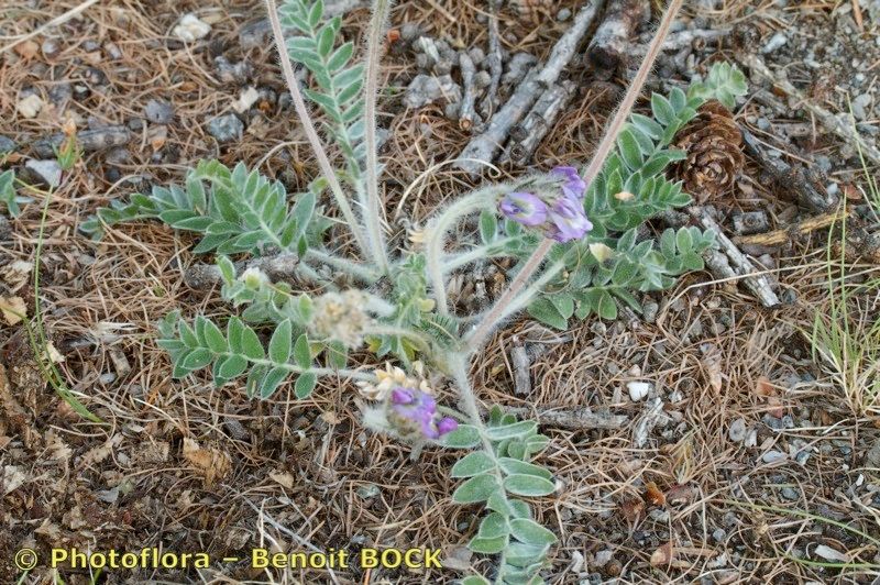 Oxytropis xerophila habit