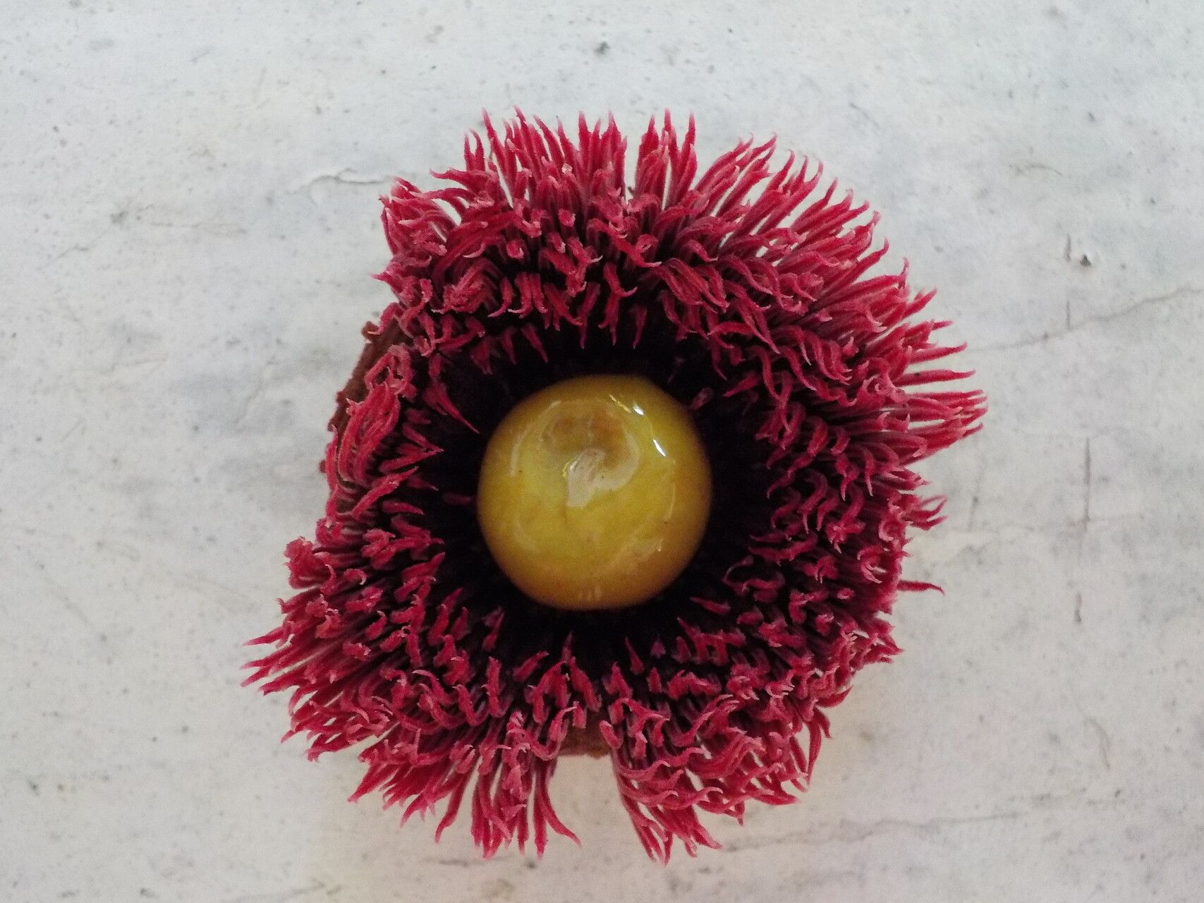 Clusia insignis flower