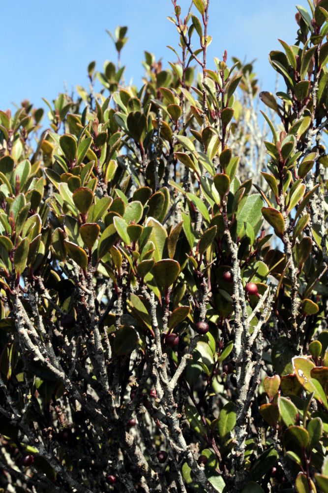 Myrsine humboldtensis habit