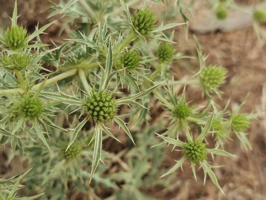 Eryngium campestre leaf