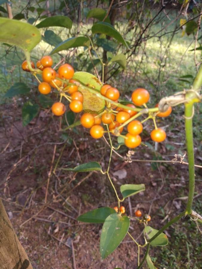Smilax fluminensis fruit