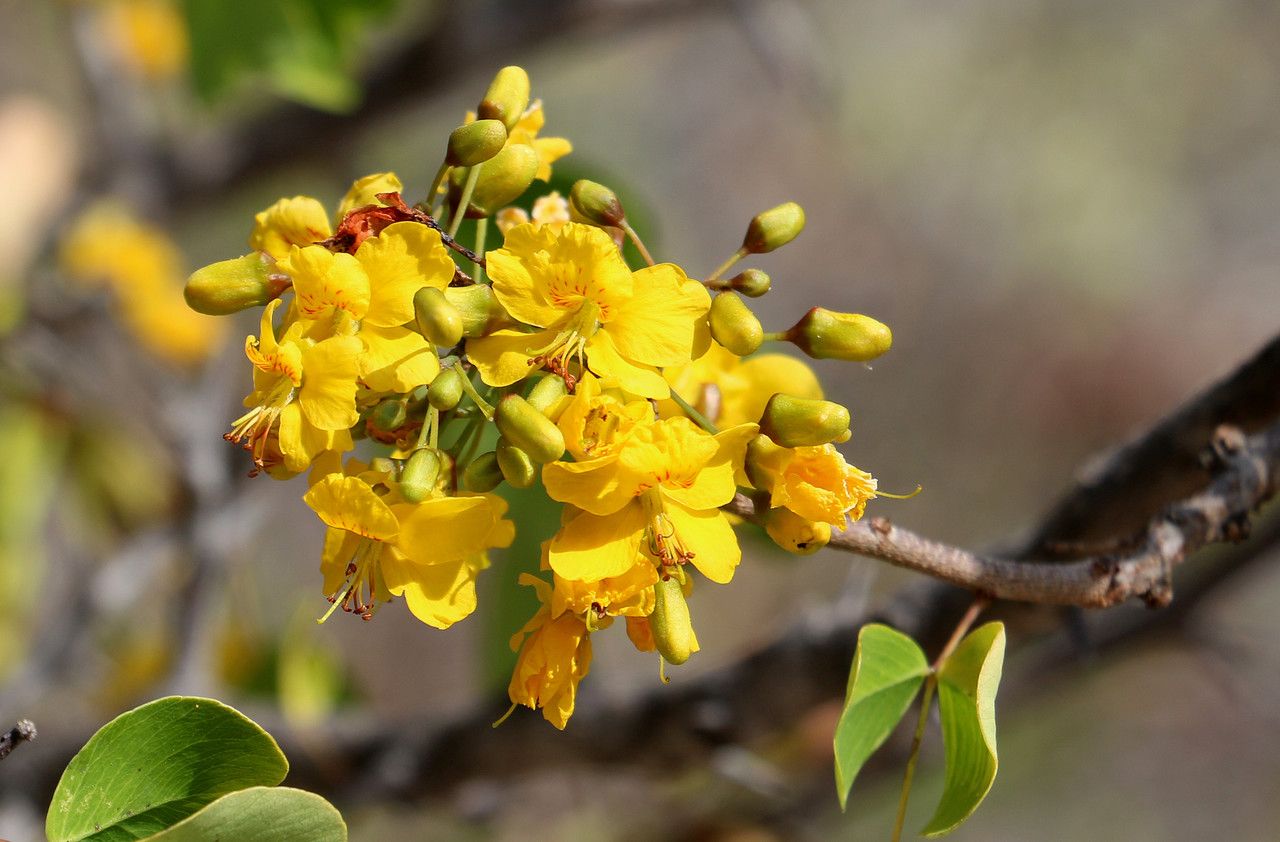 Ouratea spectabilis flower