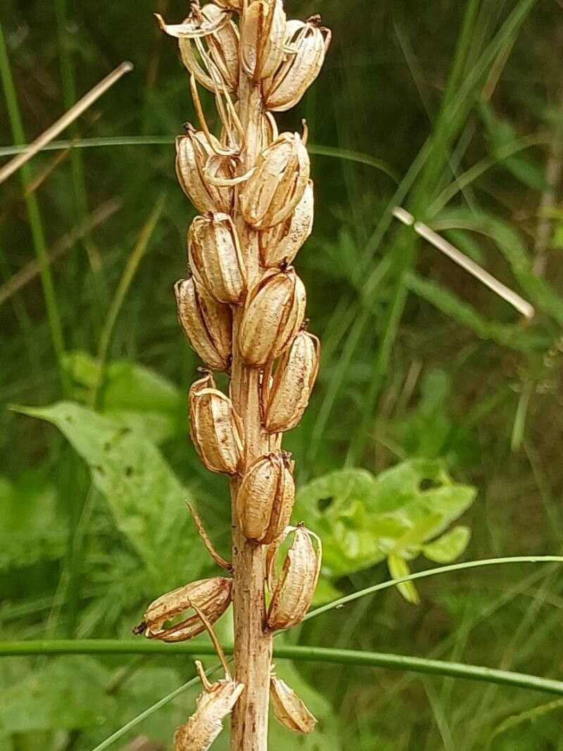 Dactylorhiza incarnata fruit